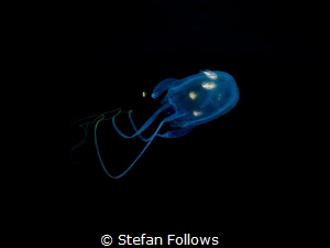 Slim Slow Slider

Box Jellyfish - Morbakka virulenta
... by Stefan Follows 